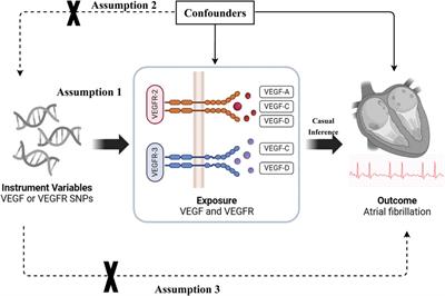 Causal effect of vascular endothelial growth factor on the risk of atrial fibrillation: a two-sample Mendelian randomization study